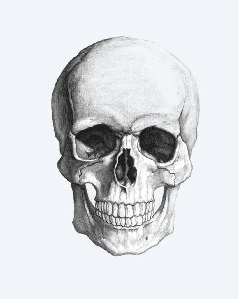 Realistic Skull