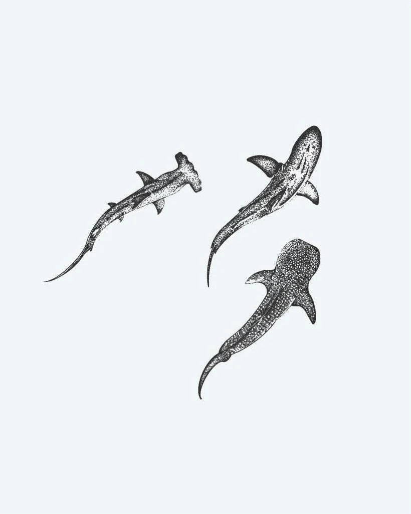 Three Sharks