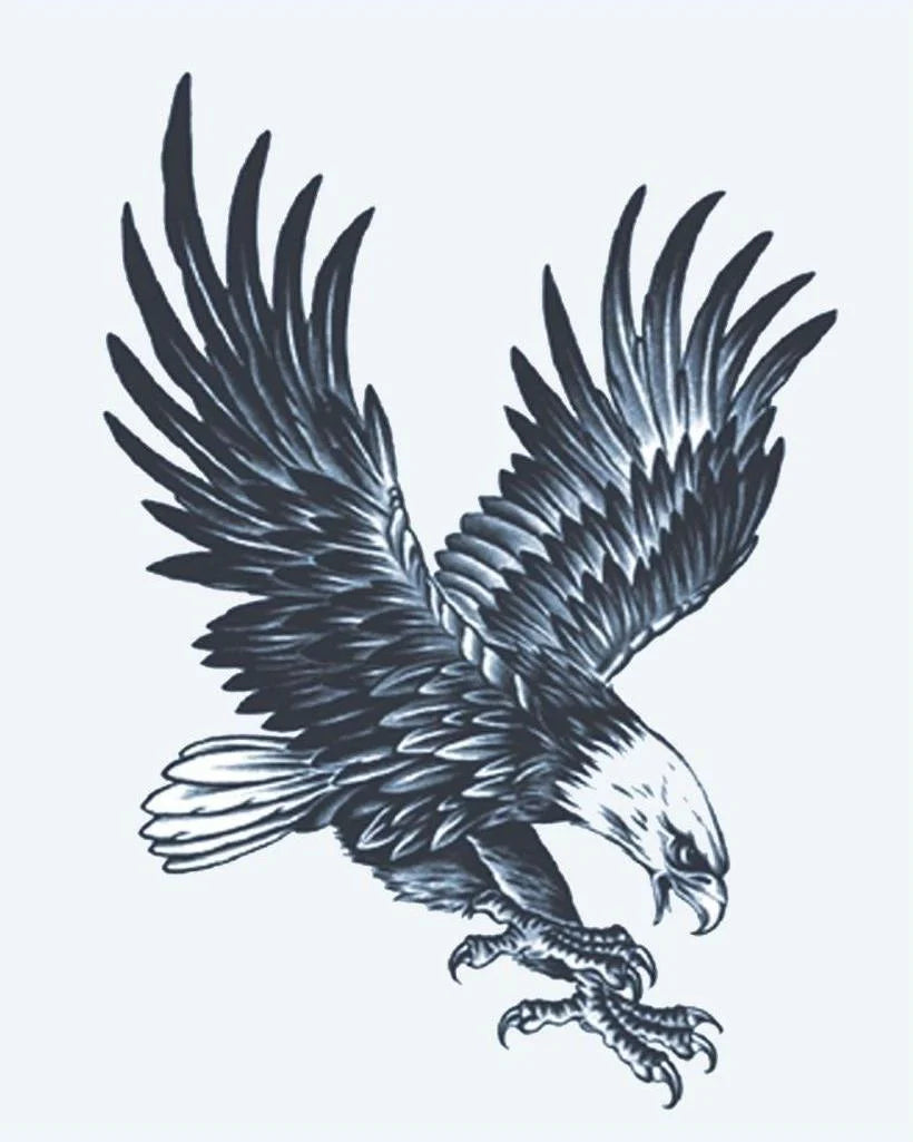 Bald Eagle
